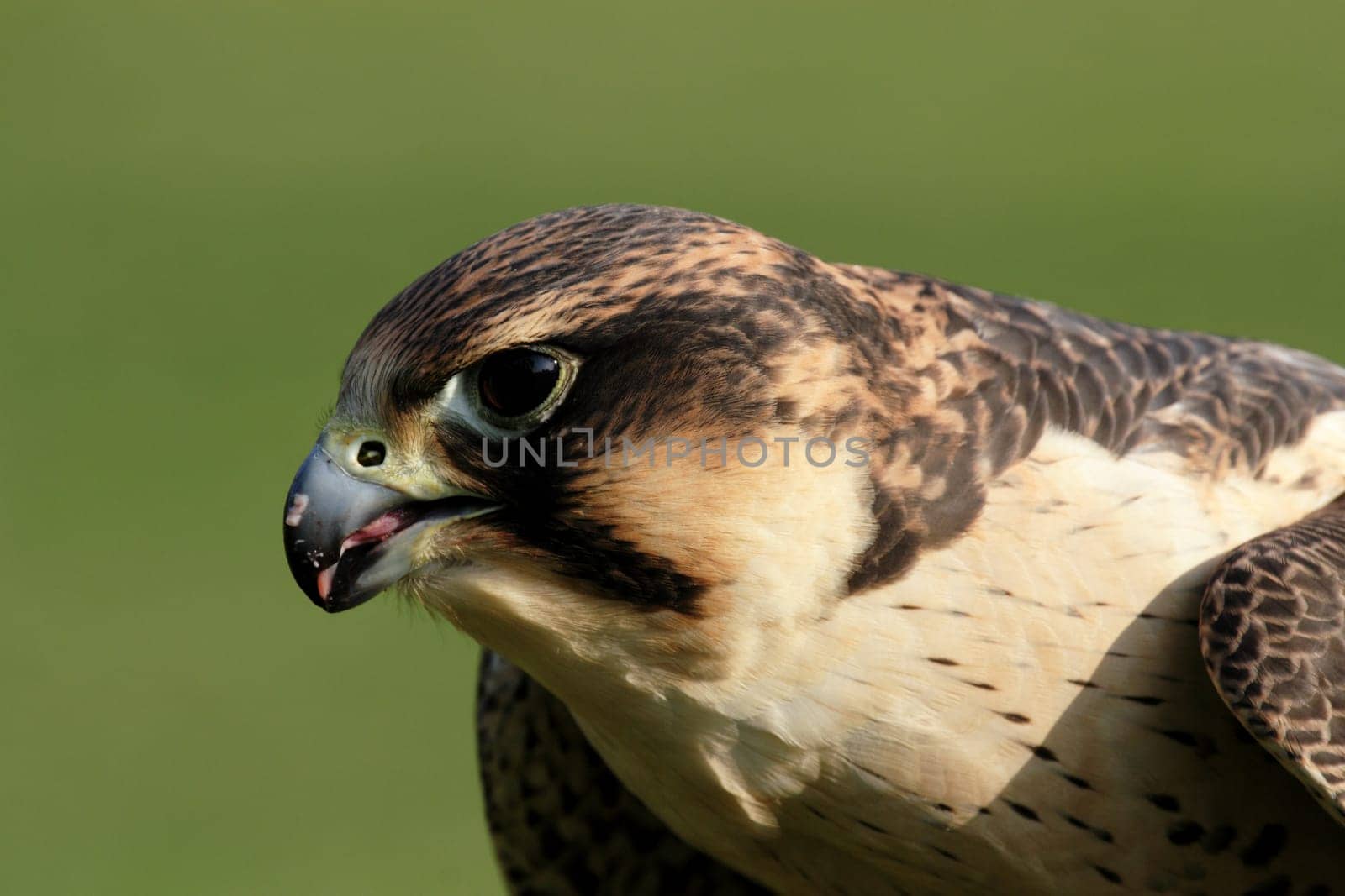 Peregrine falcon