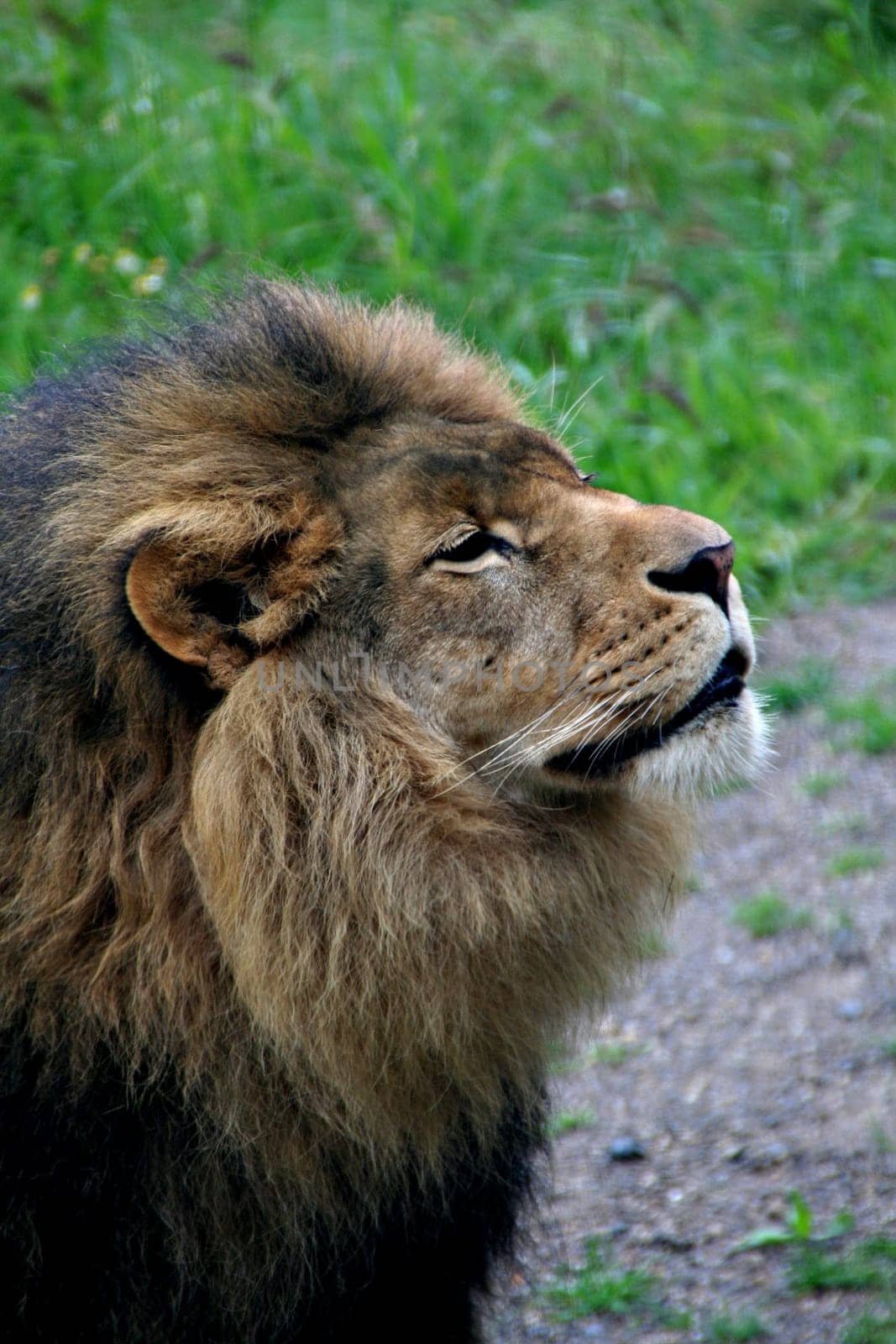 Loewen portrait