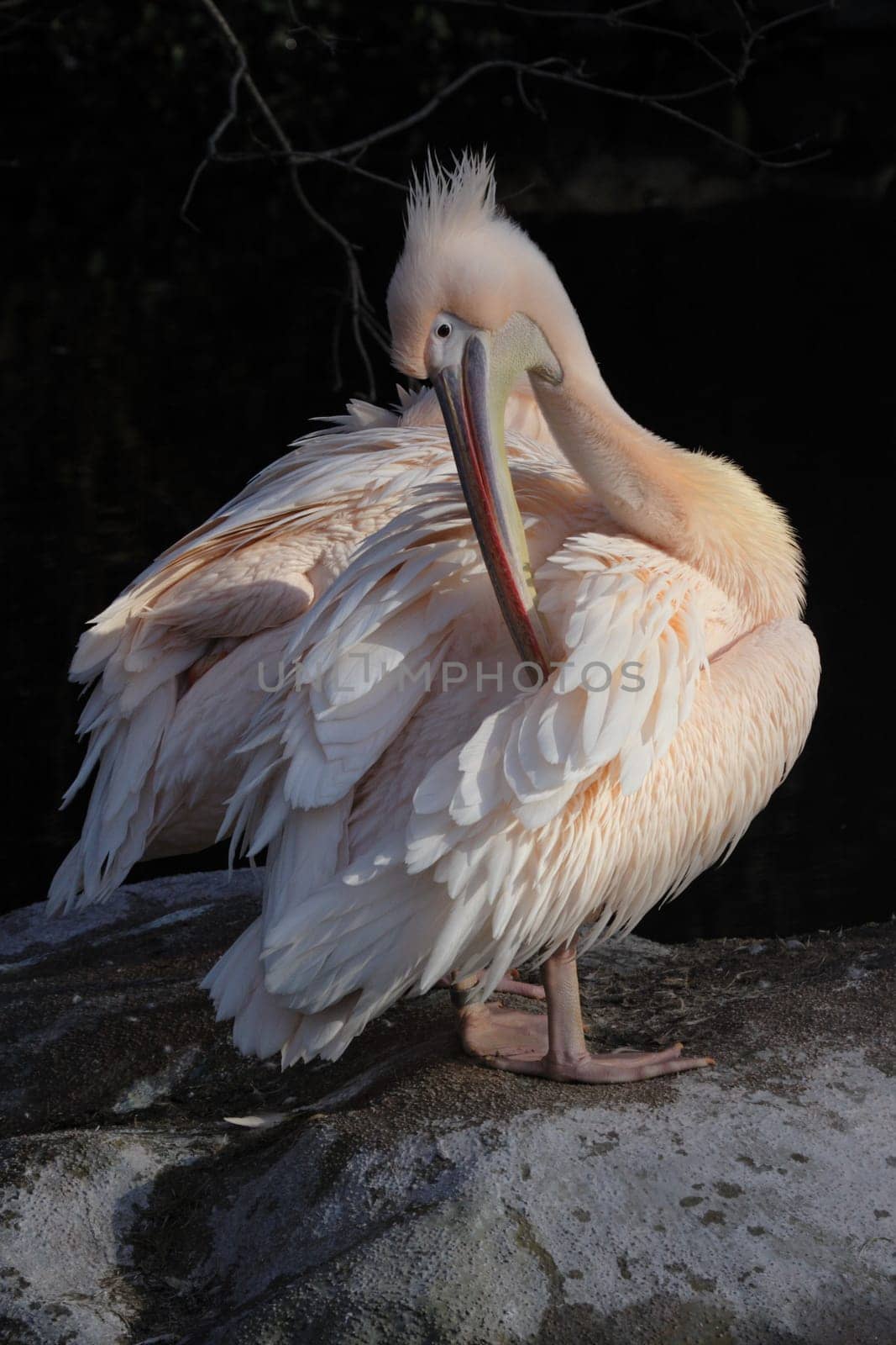 Eastern white pelican