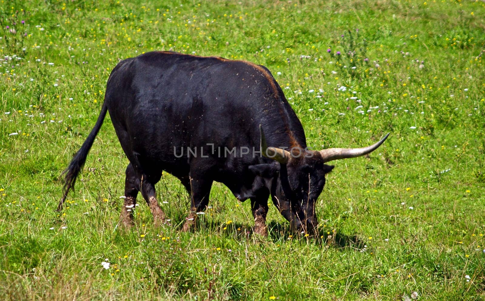 Aurochs