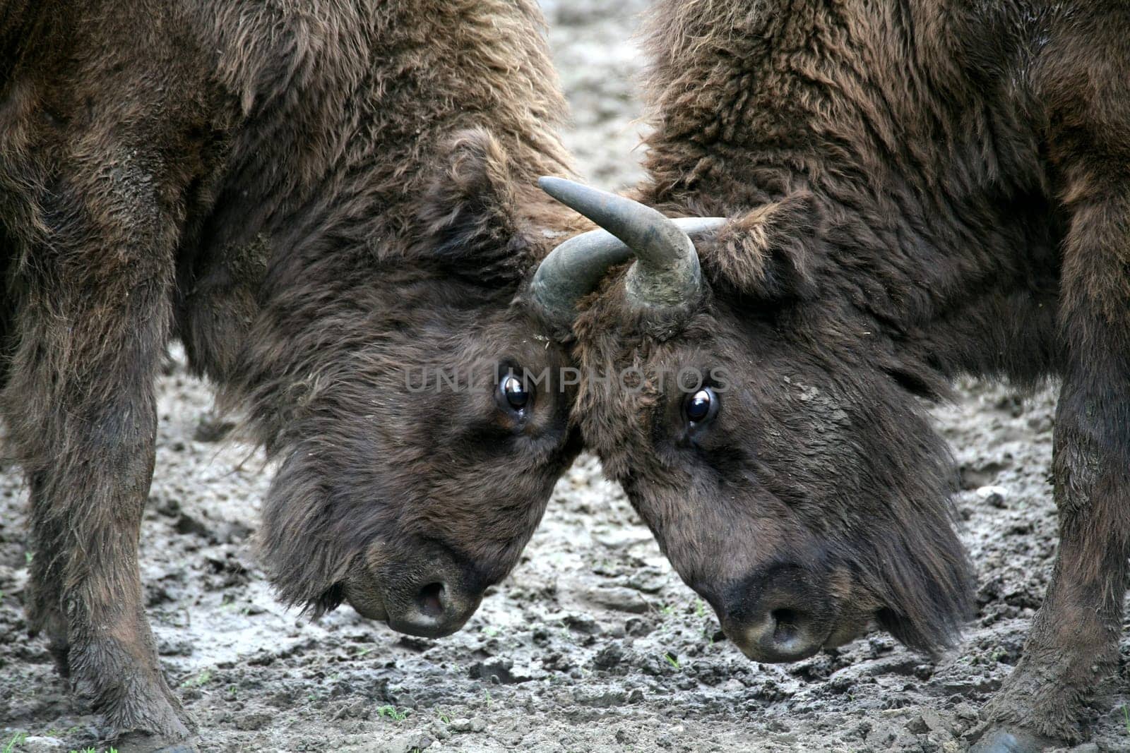 Young bison