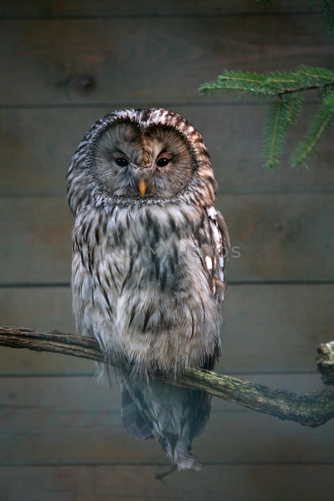 Ural owl