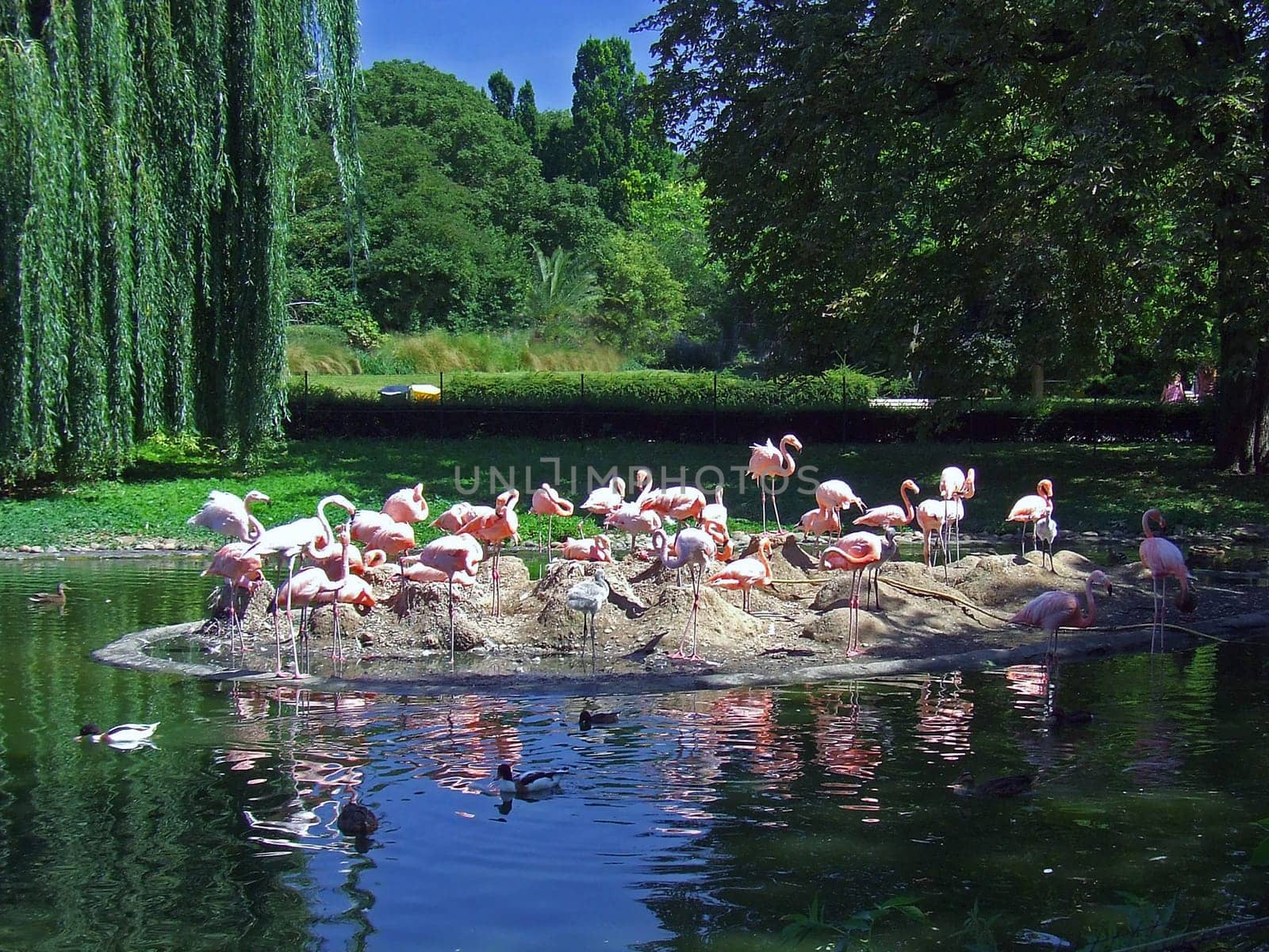 Flamingos