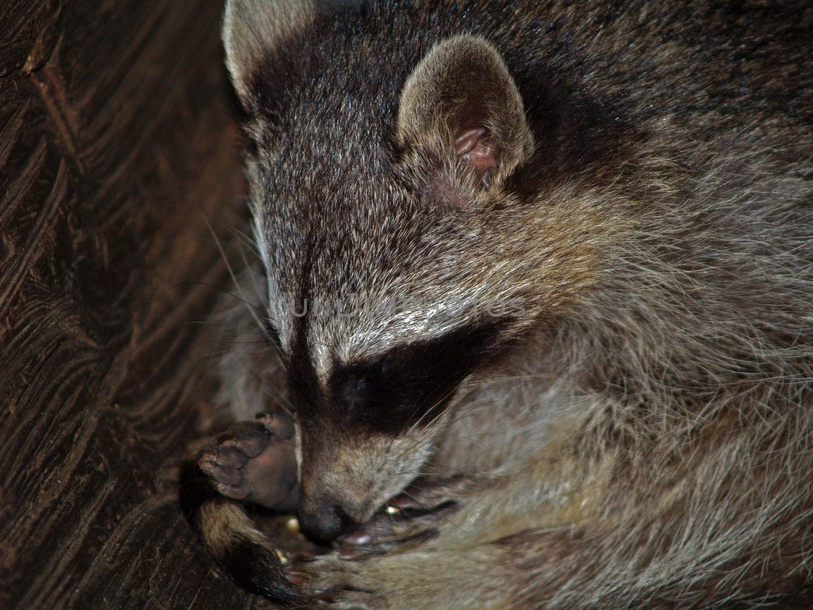 Raccoon