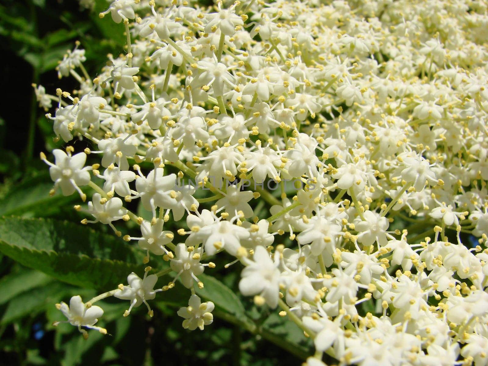 Lilac Berry Blossoms