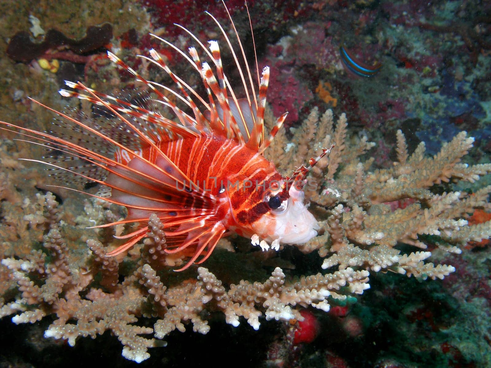 This beautiful lionfish was lying on a table coral and let me get amazingly close.