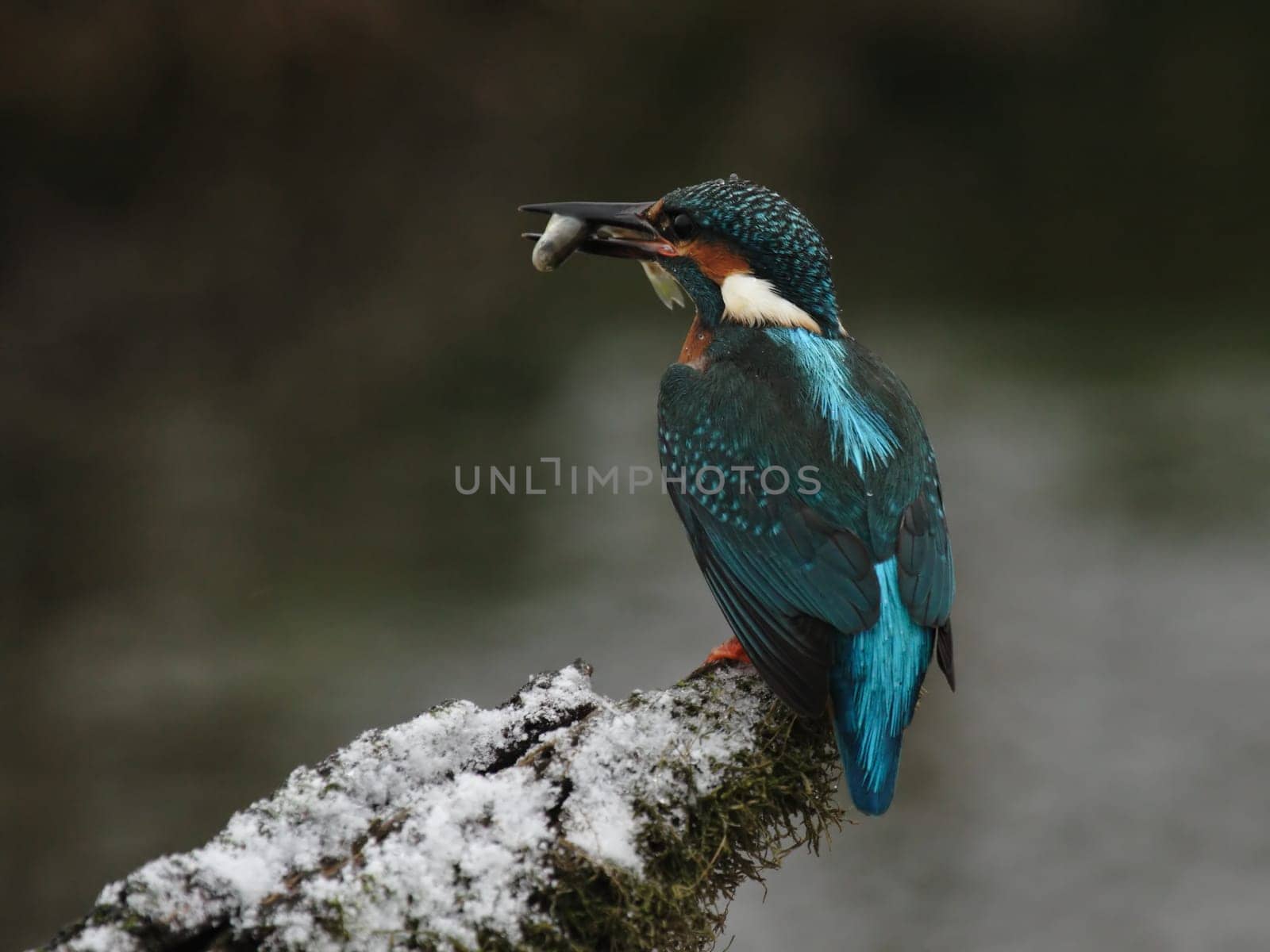 Kingfisher