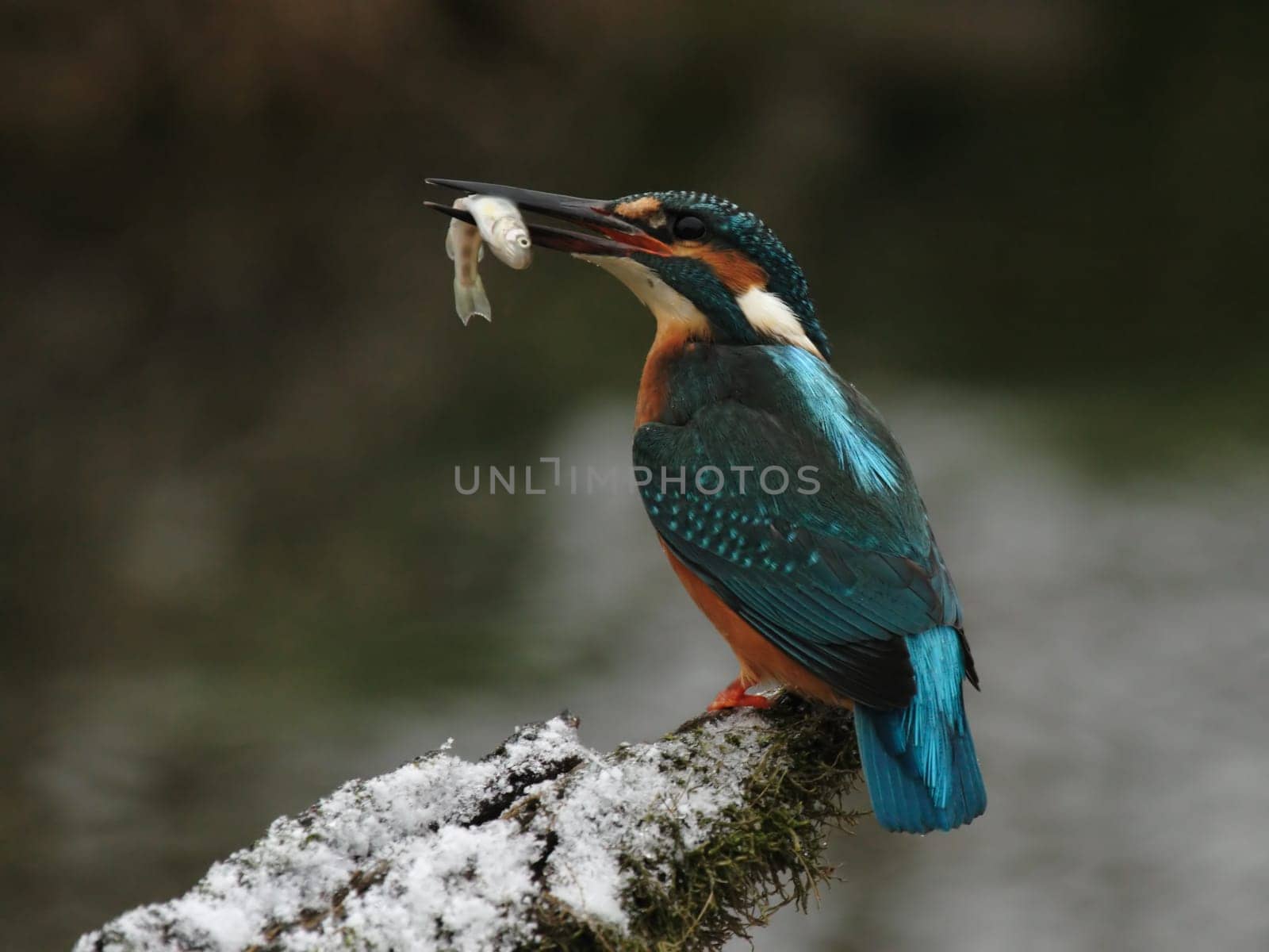 Kingfisher with fish