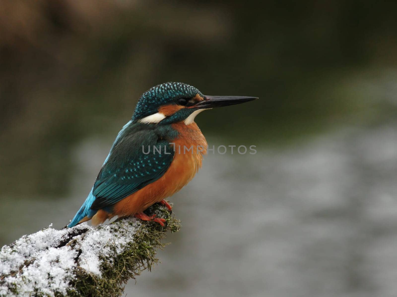 Kingfisher