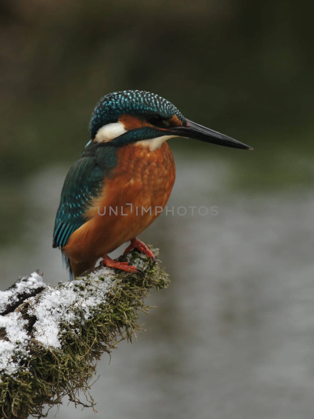 Kingfisher
