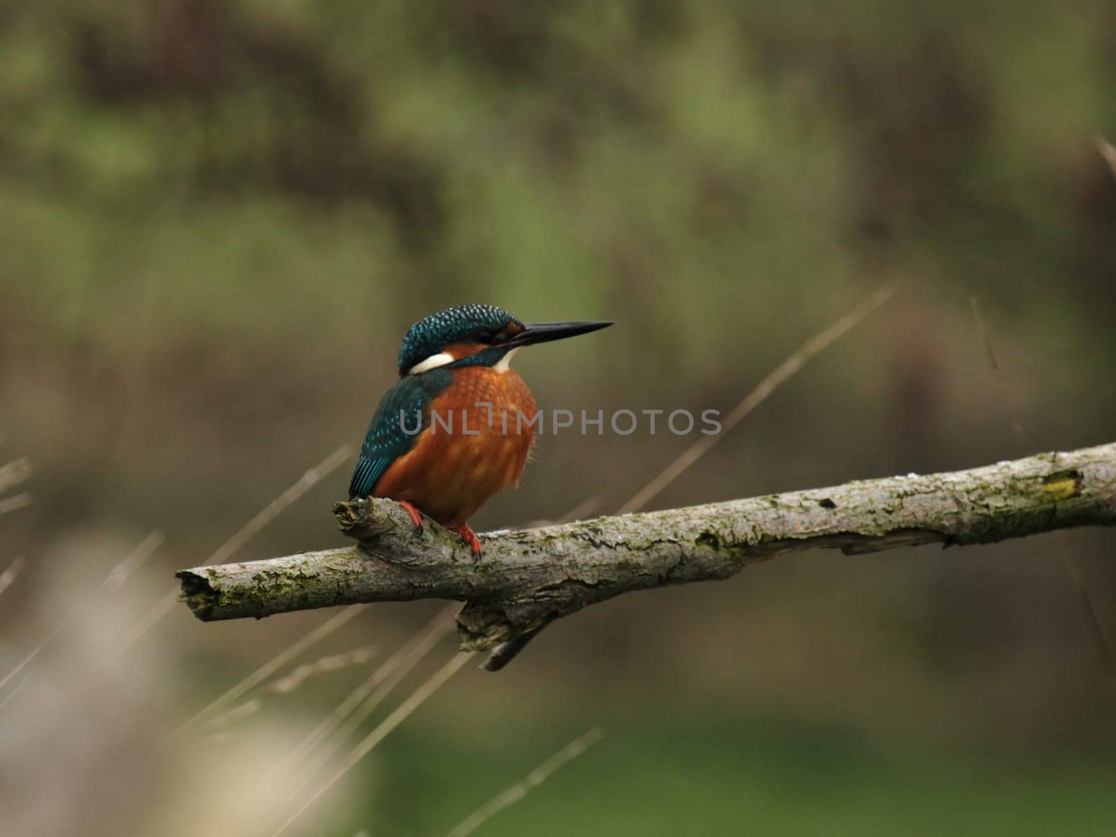 Kingfisher