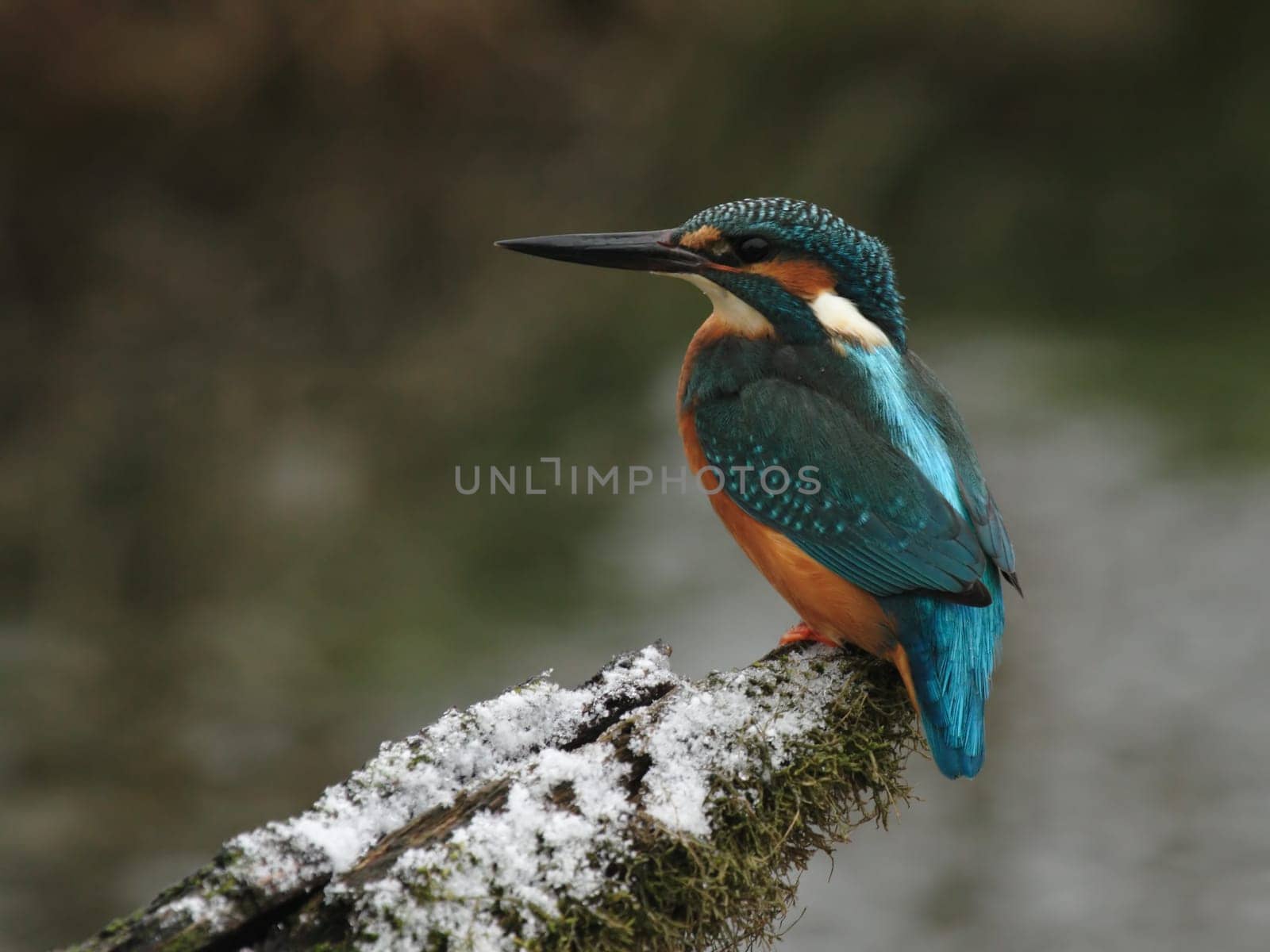 Kingfisher
