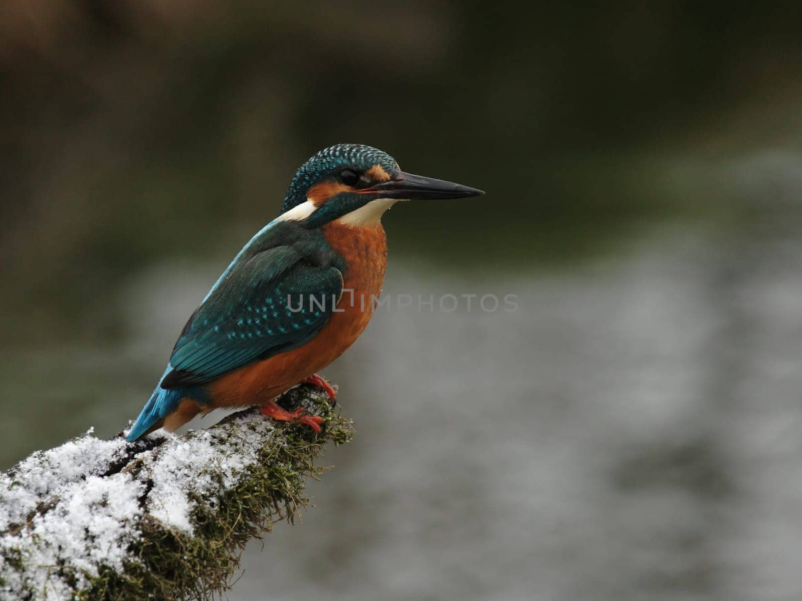 Kingfisher