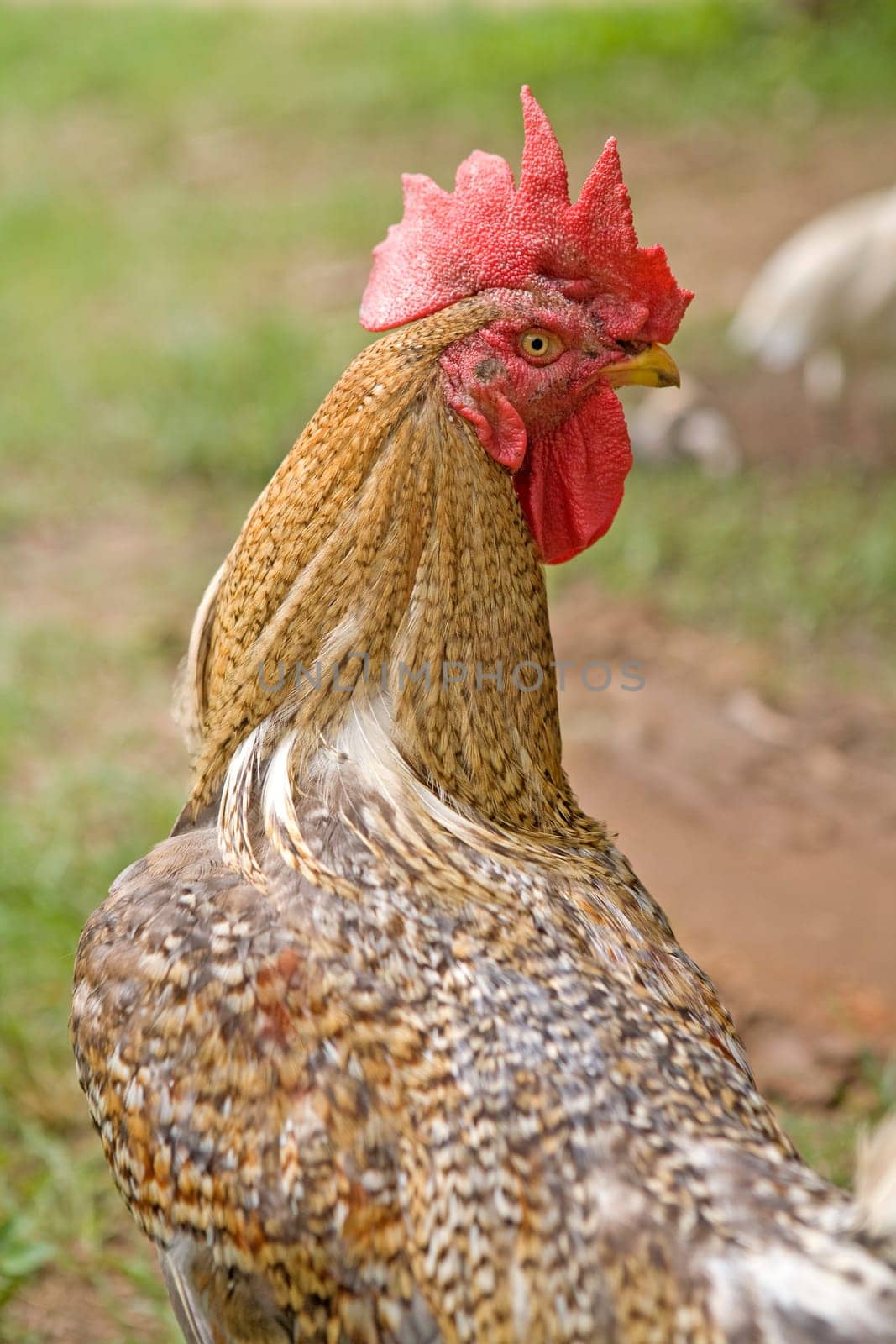 Outdoor rooster