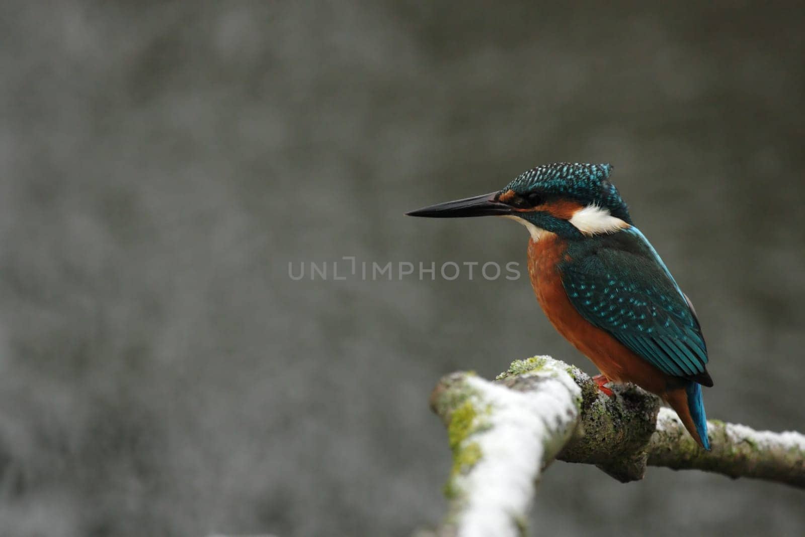 Kingfisher