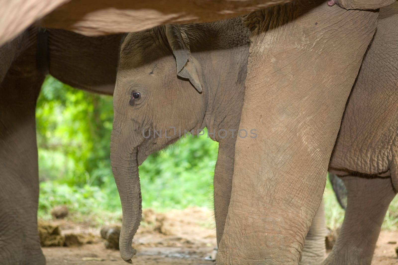 Baby Elephant