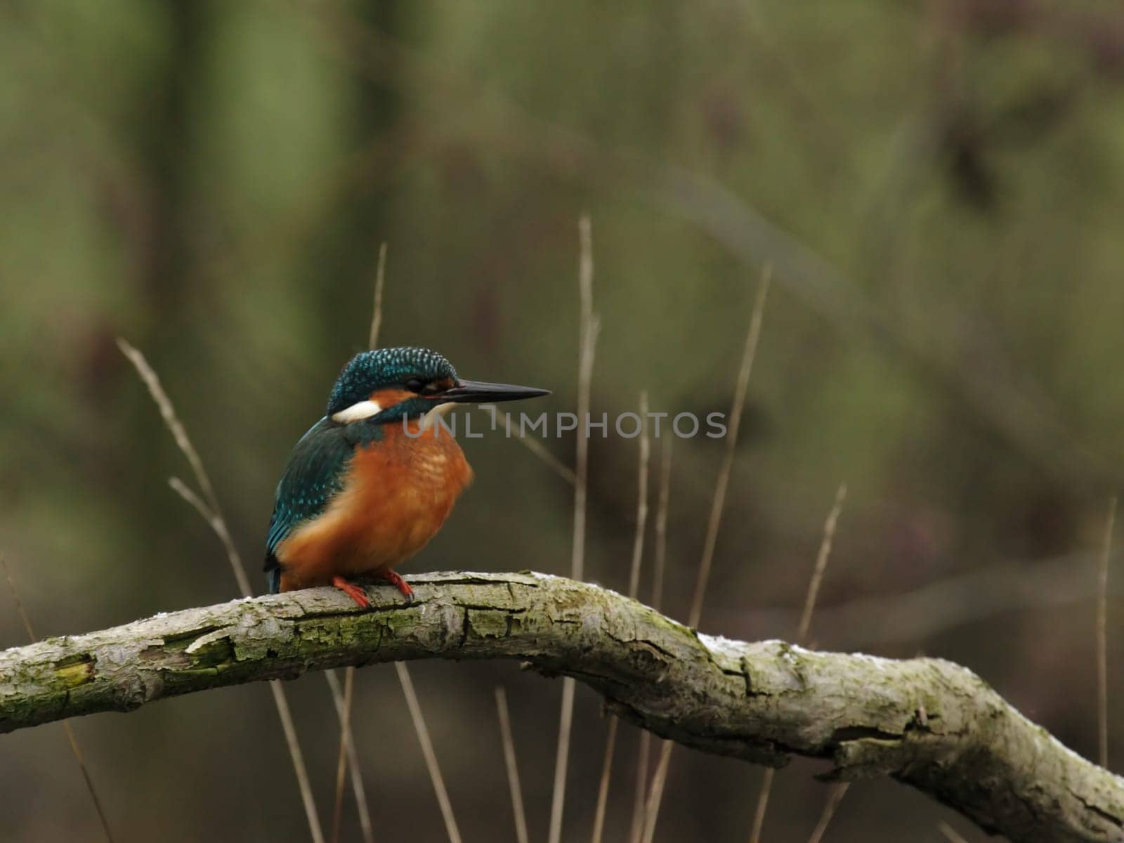 Kingfisher