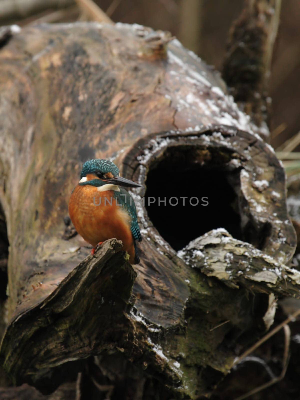 Kingfisher