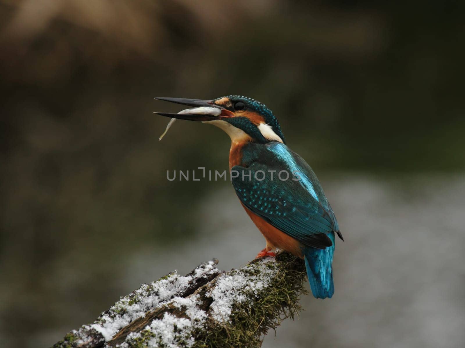 Kingfisher