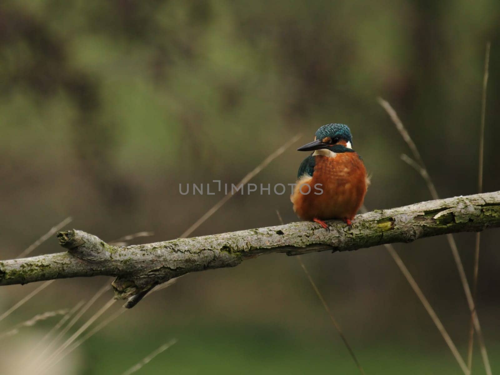 Kingfisher