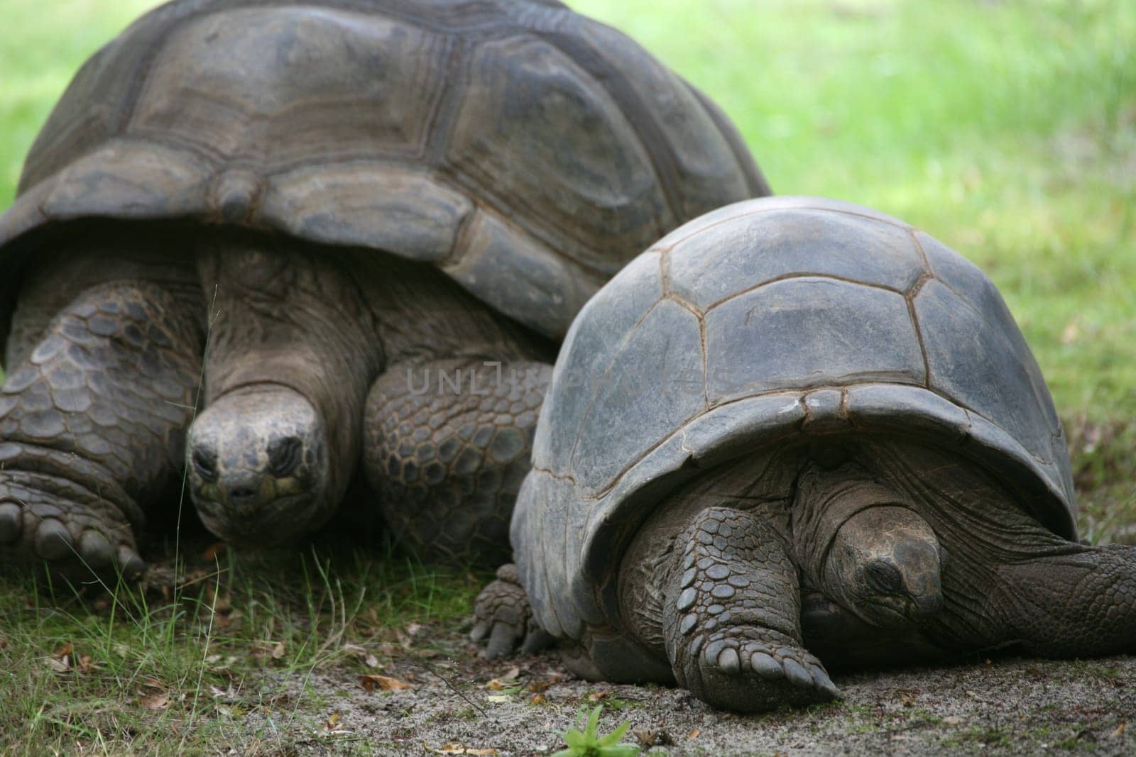 Seychelles Giant Tortoise