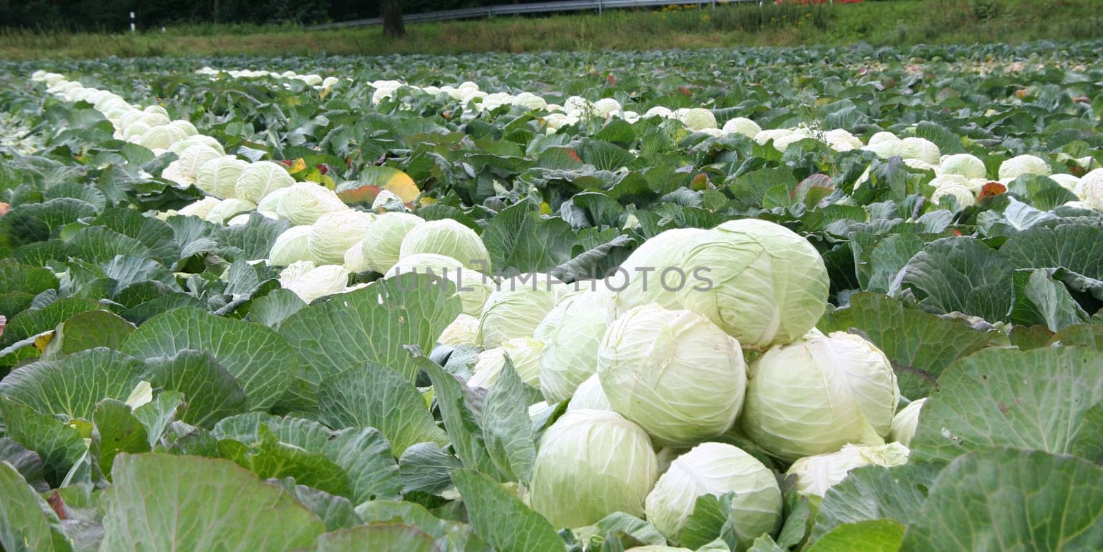 White cabbage harvest
