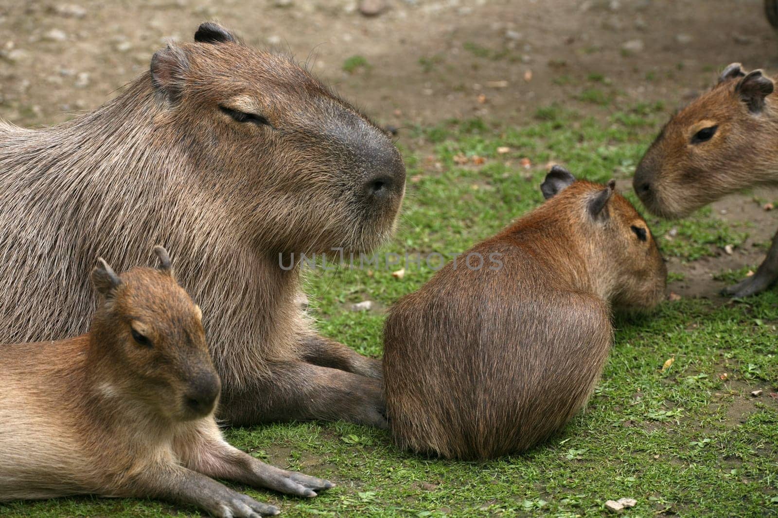 Capybaras (Hydrochoerus hydrochaeris)