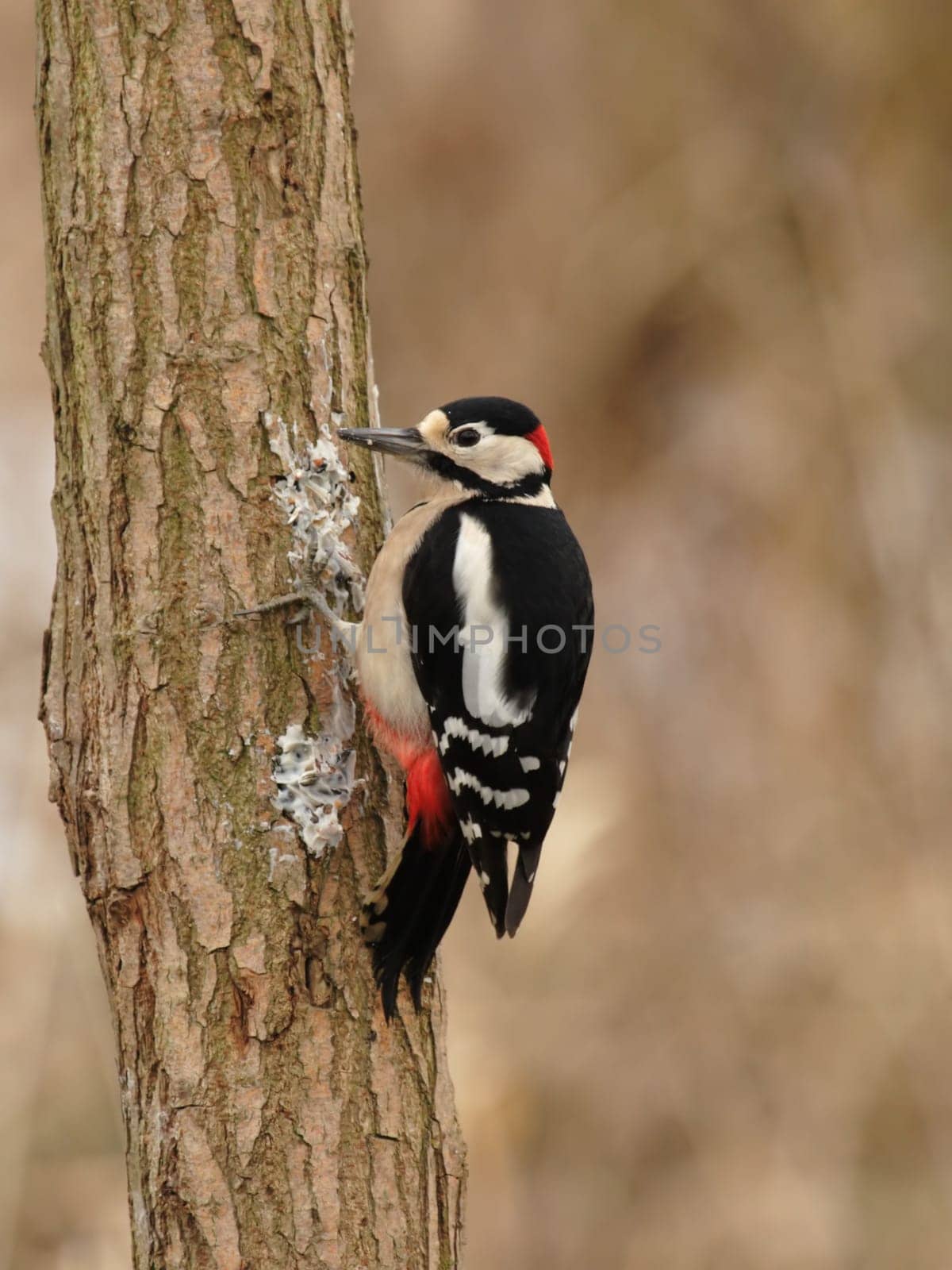 Great spotted woodpecker