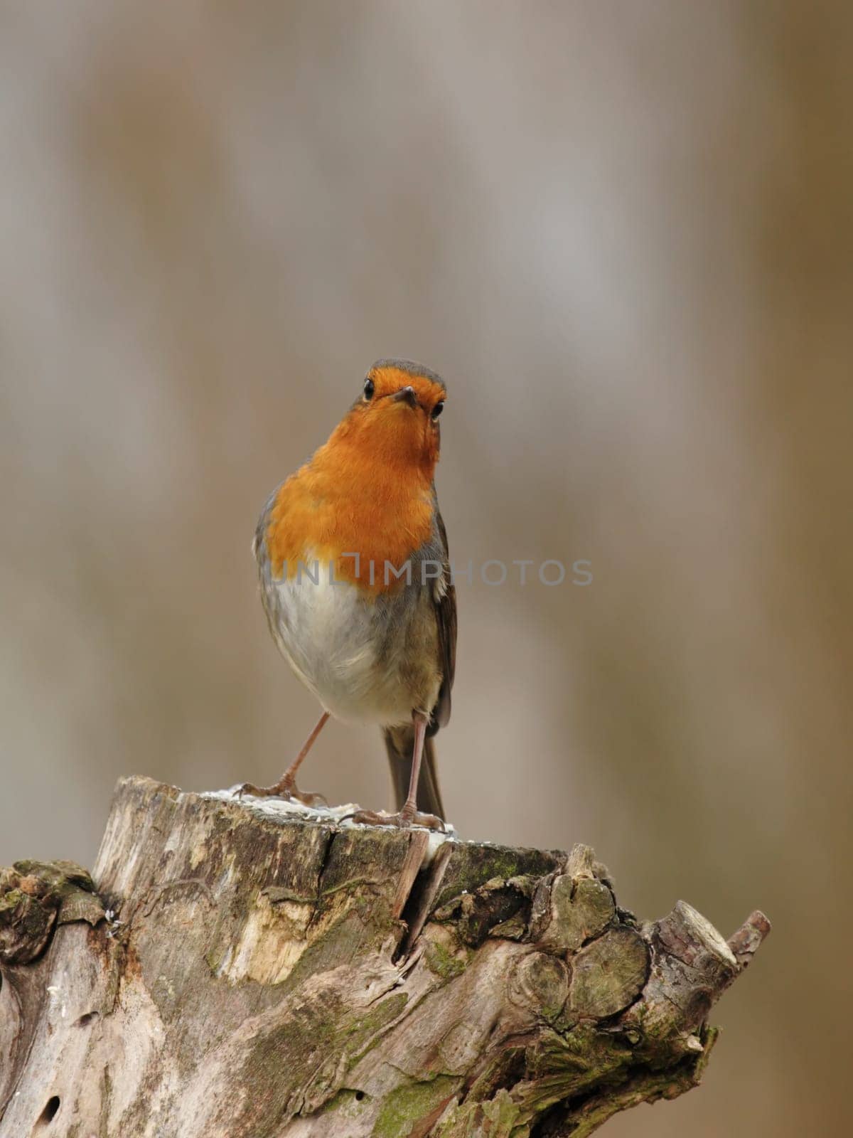 Robin