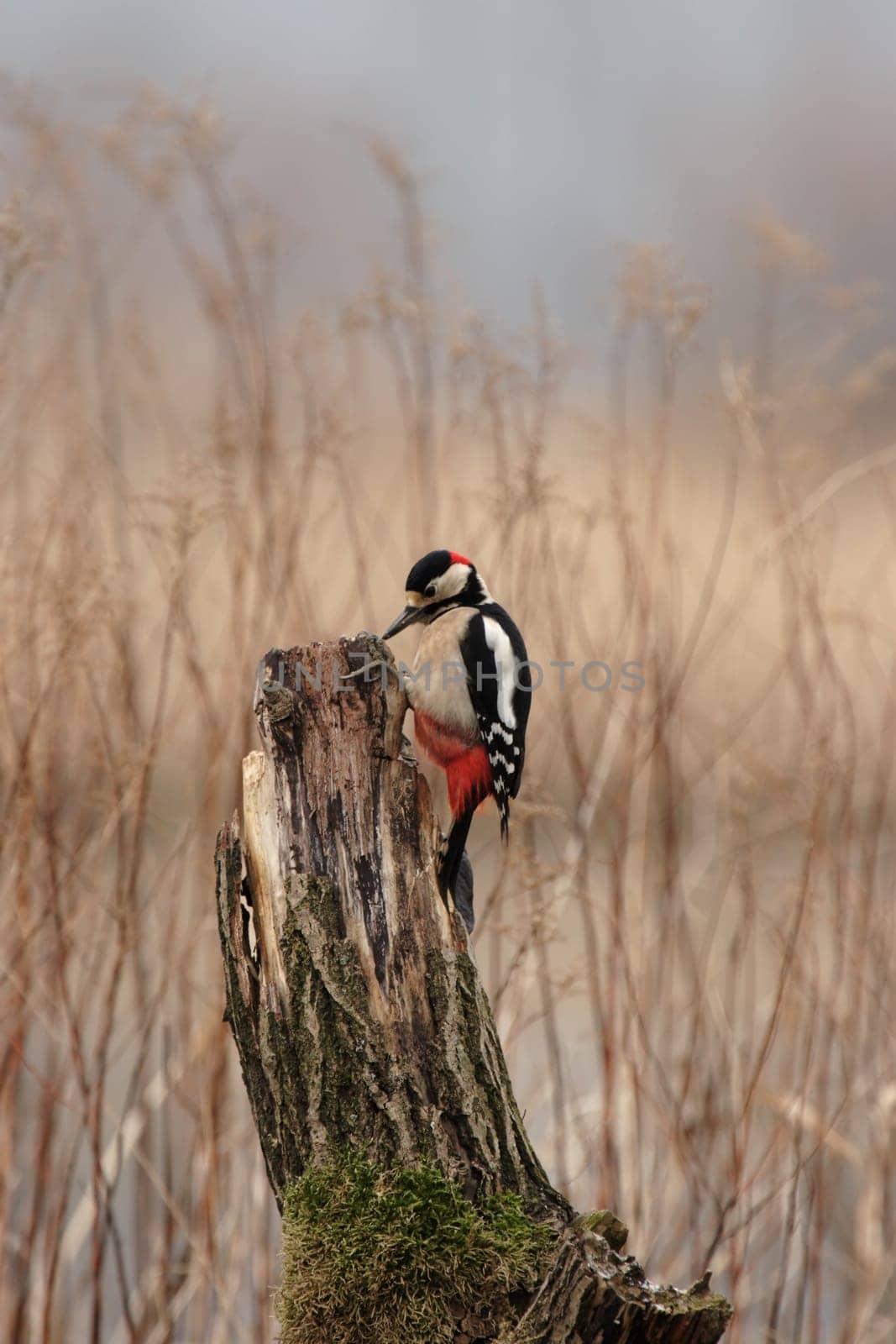 Great spotted woodpecker