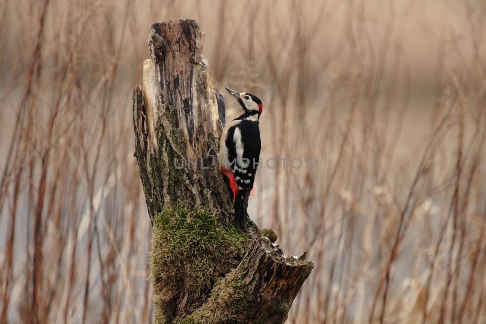 Great spotted woodpecker