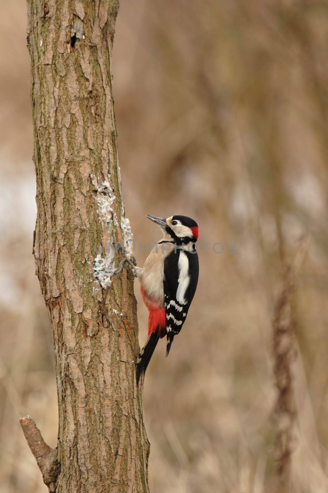 Great spotted woodpecker