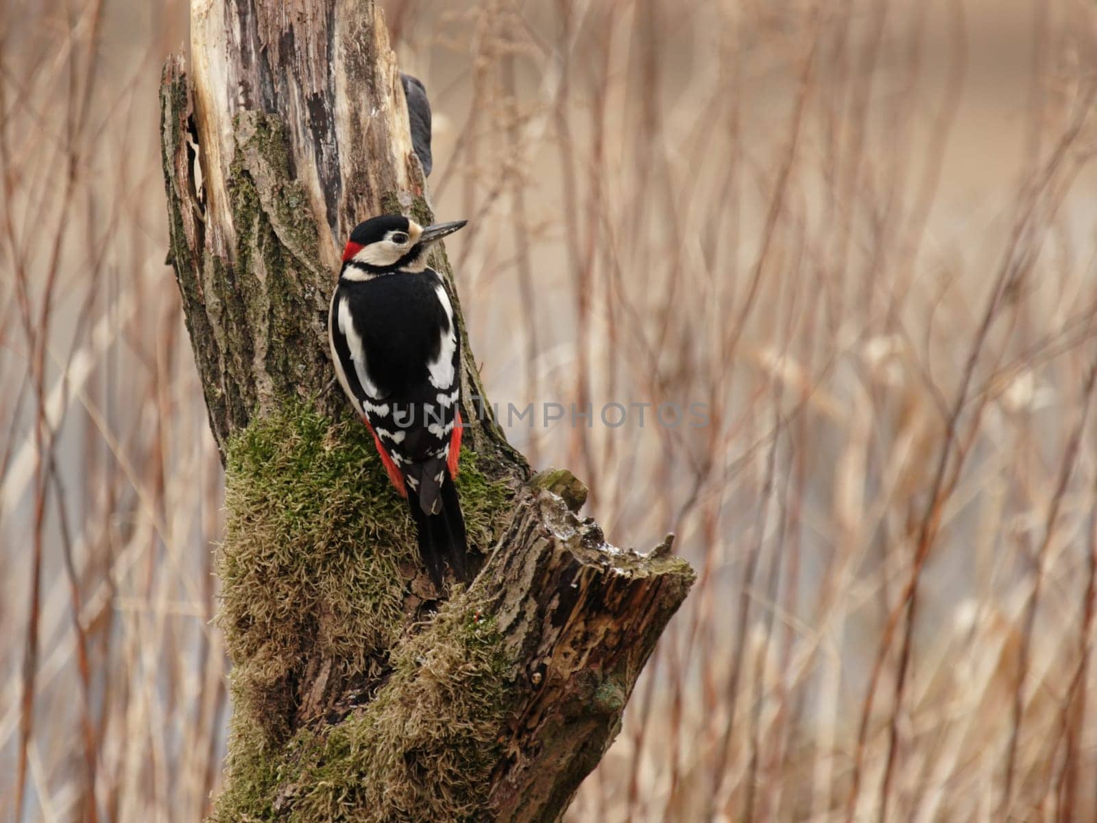 Great spotted woodpecker