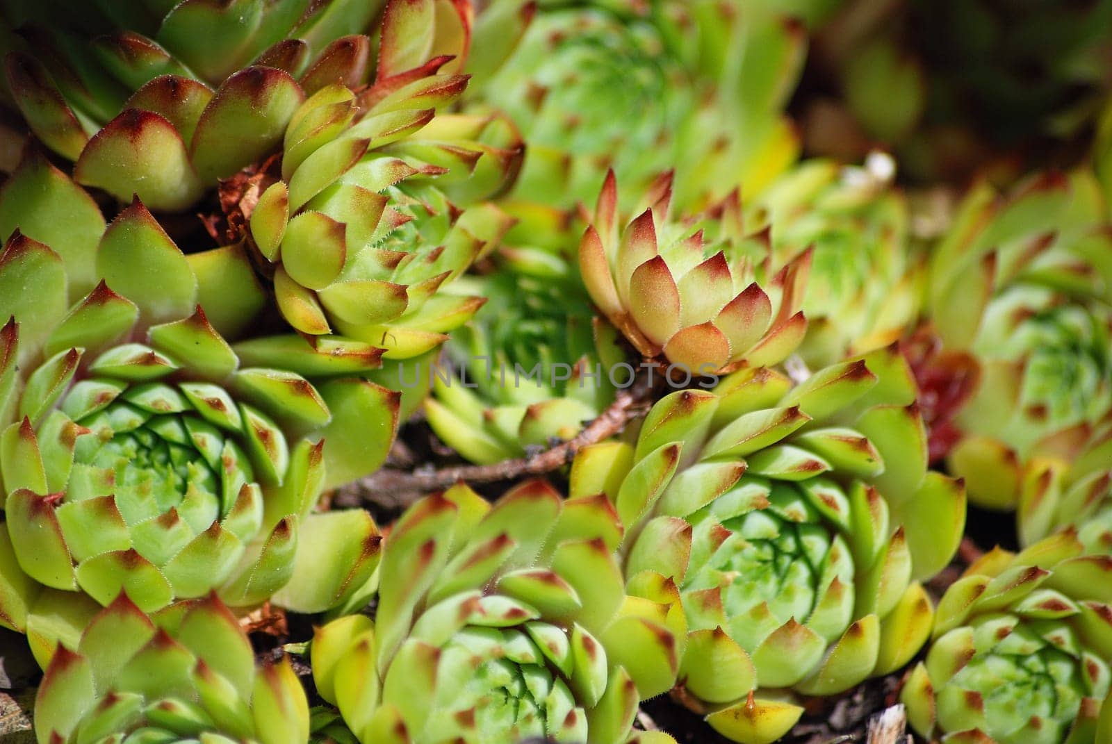 Sedum