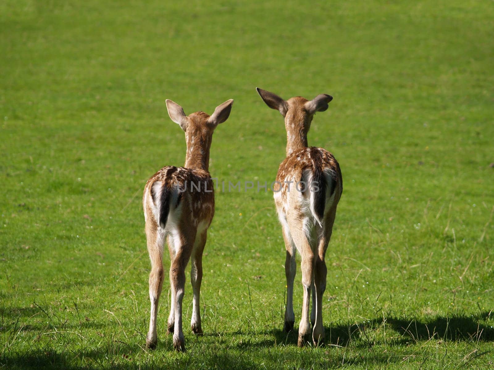 Bambi