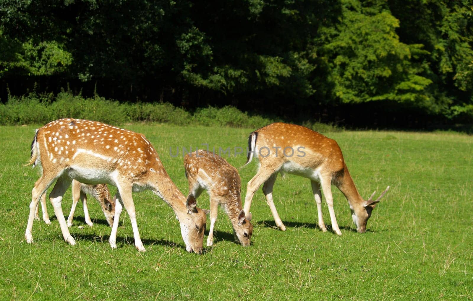 FALLOW DEER