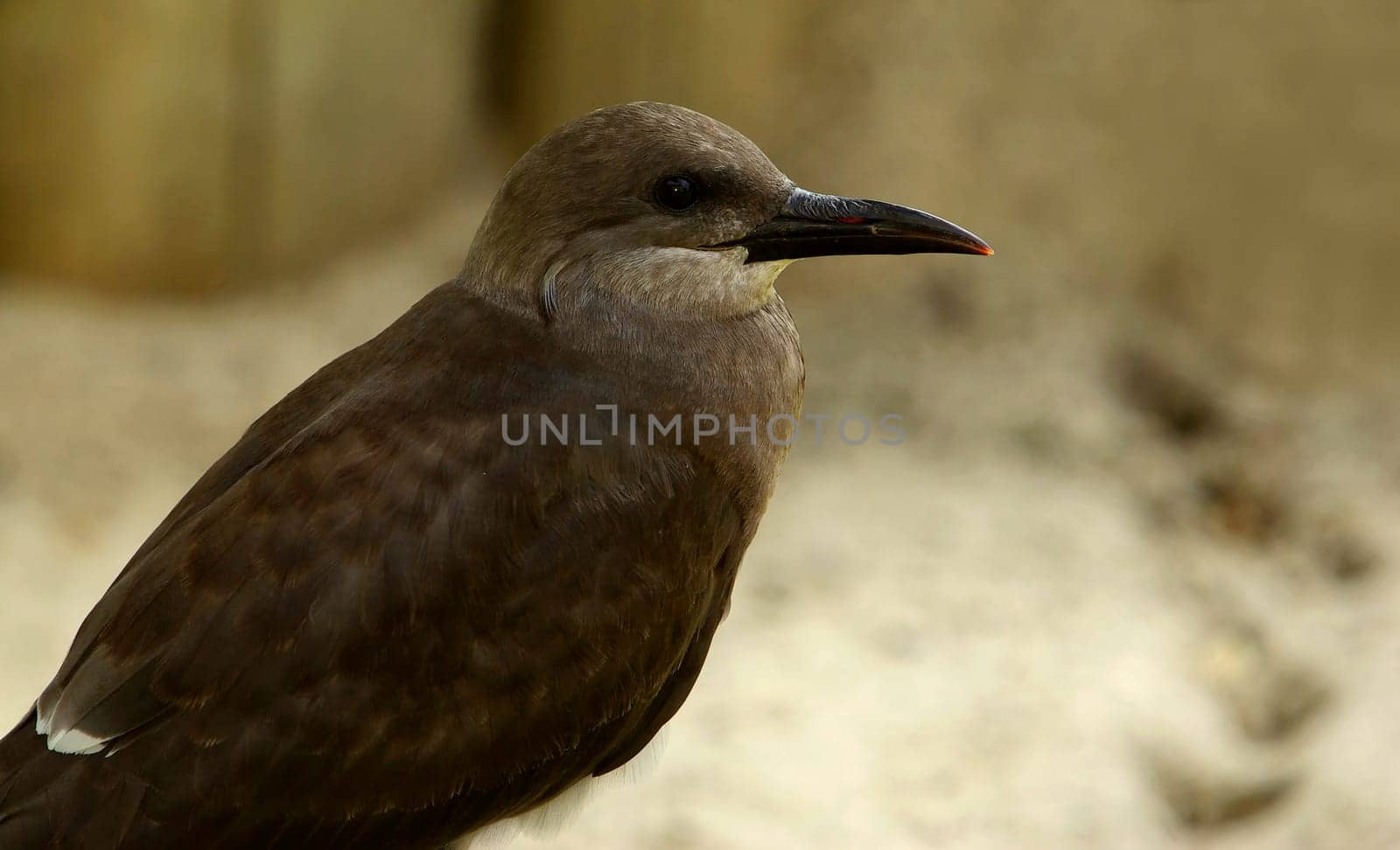 Inca Tern Female