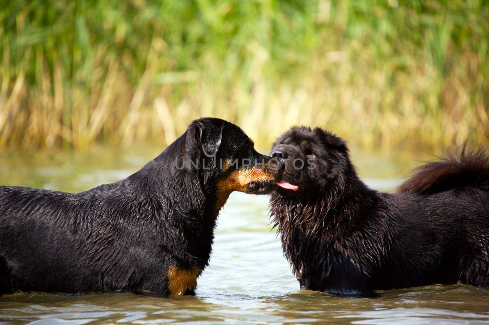 Would you like a French kiss?