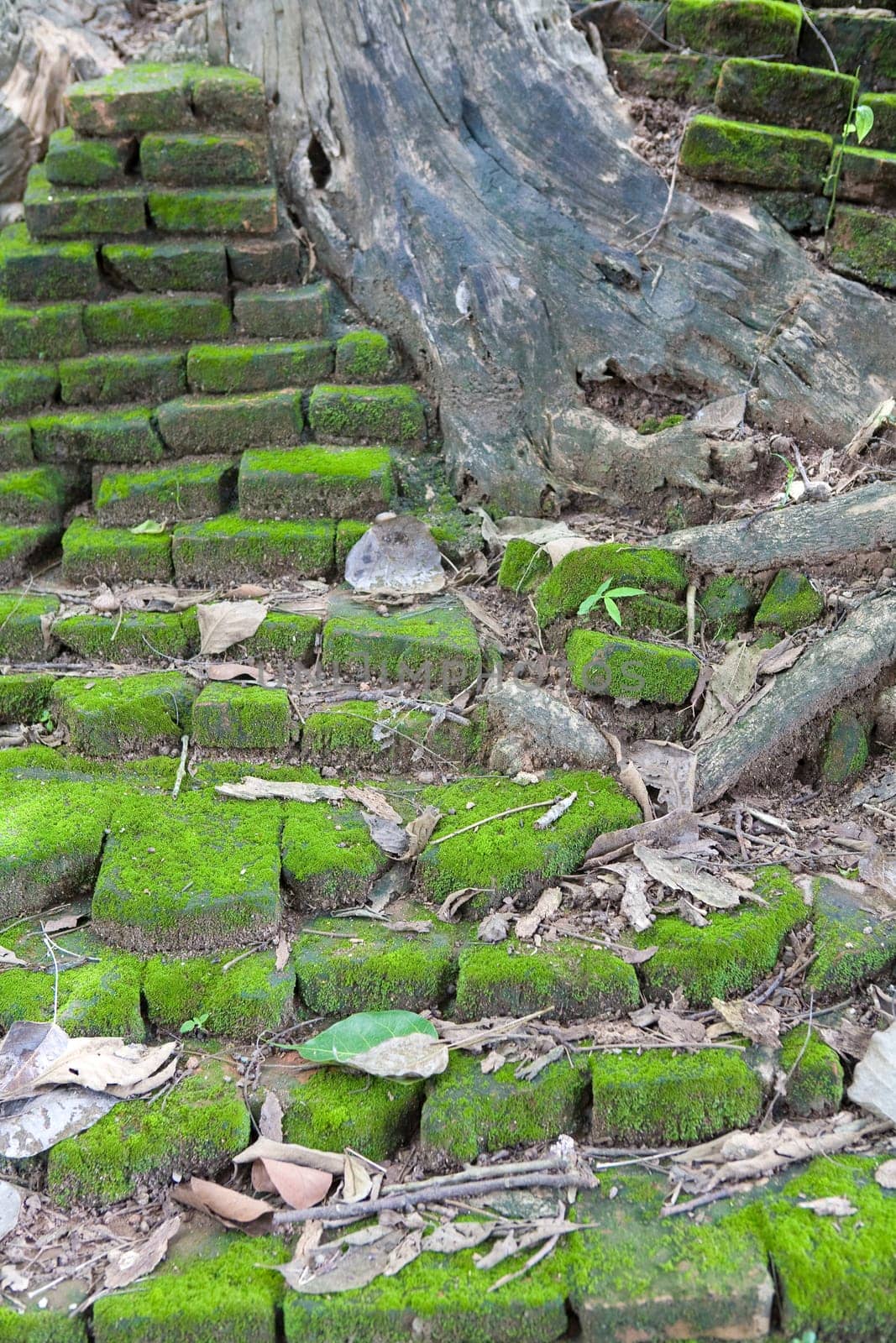 Stones with moss