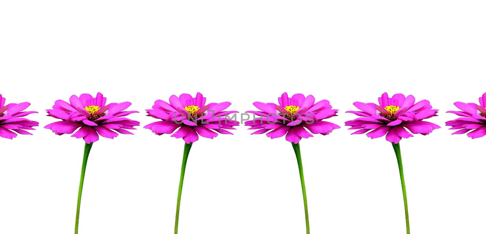 Zinnia Flower