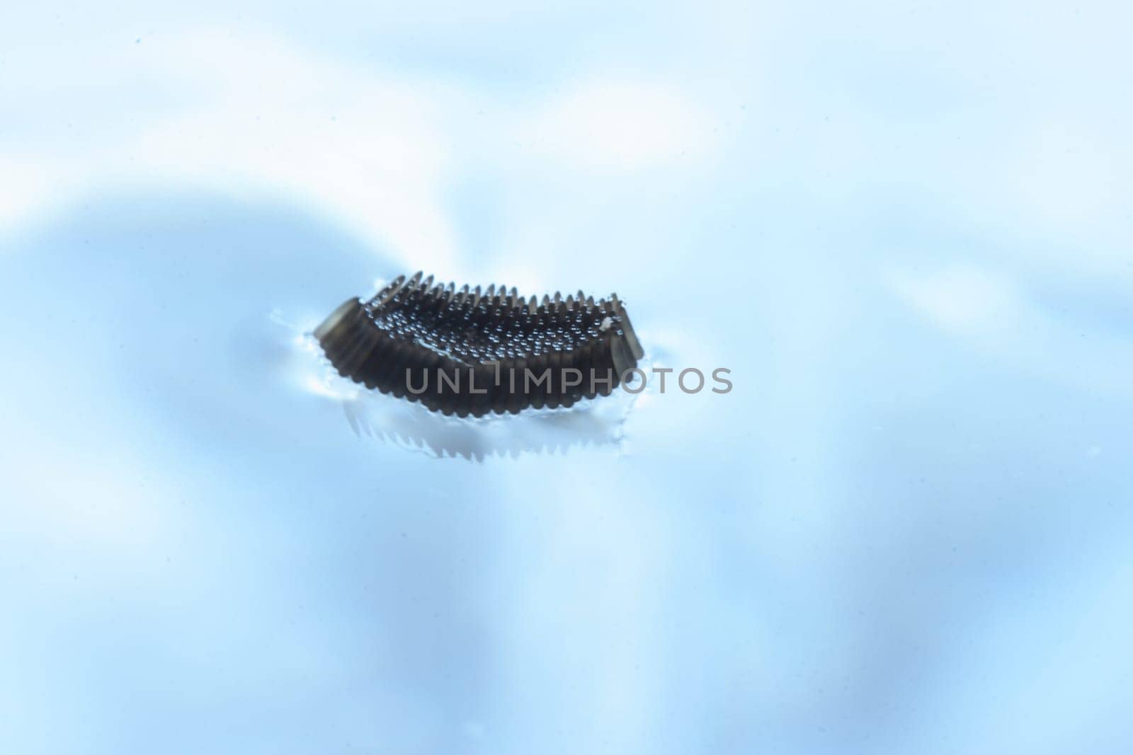 Mosquito eggs