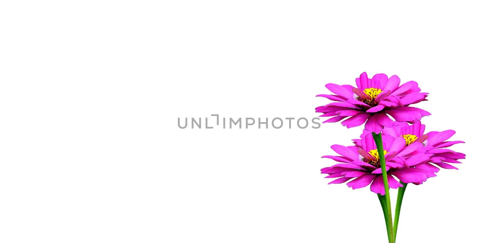 Zinnia Flower