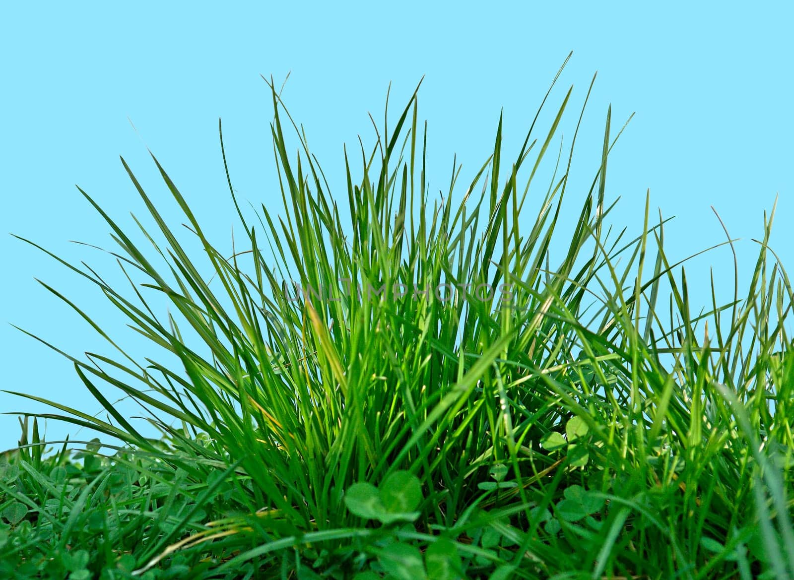 Grass Hub