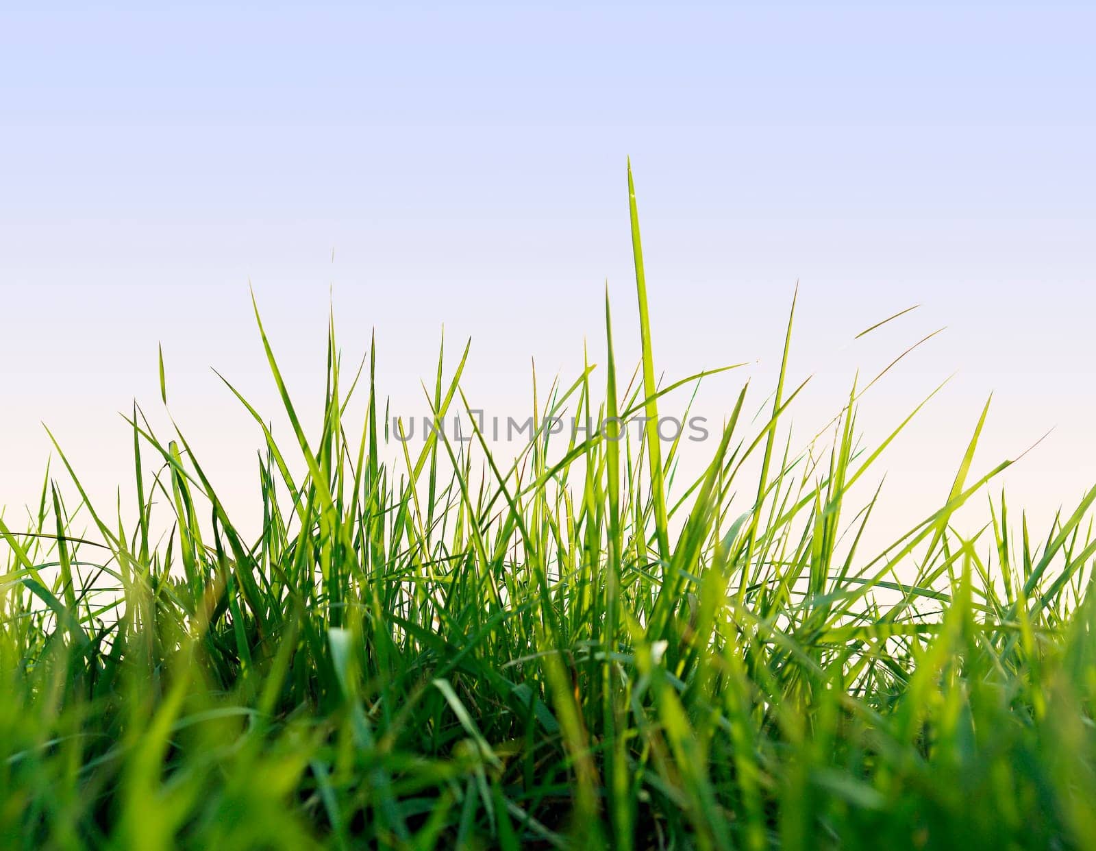 Grass Hub