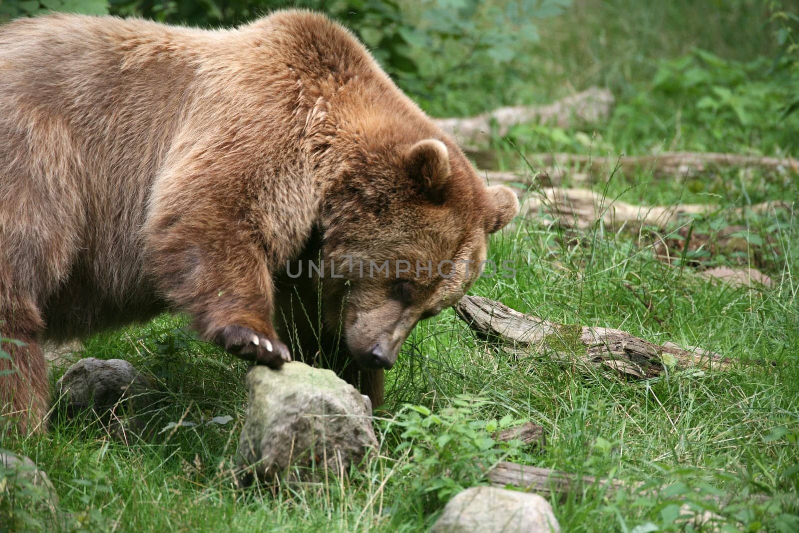 Brown bear