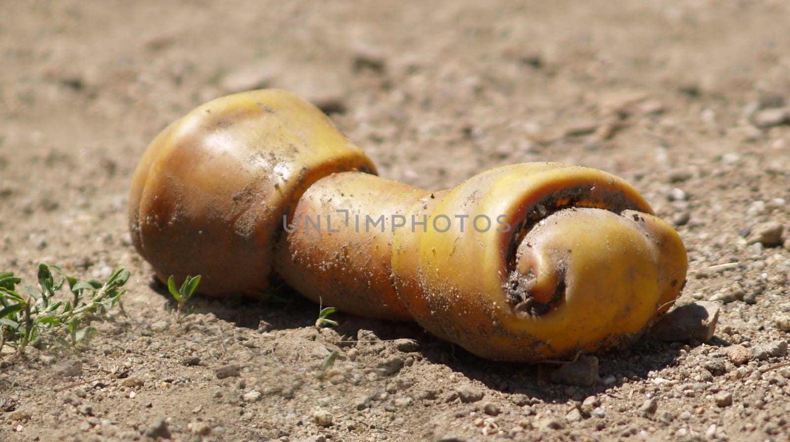 Dog bones