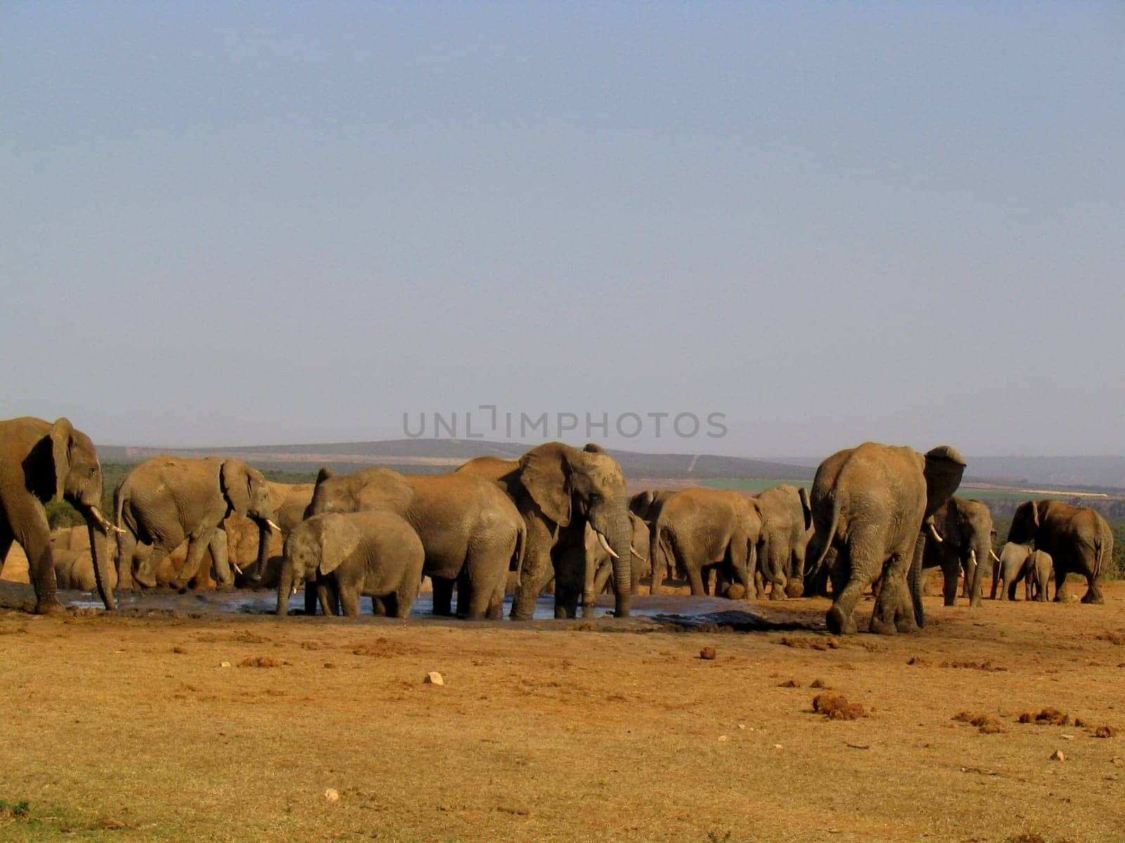 wildlife south africa