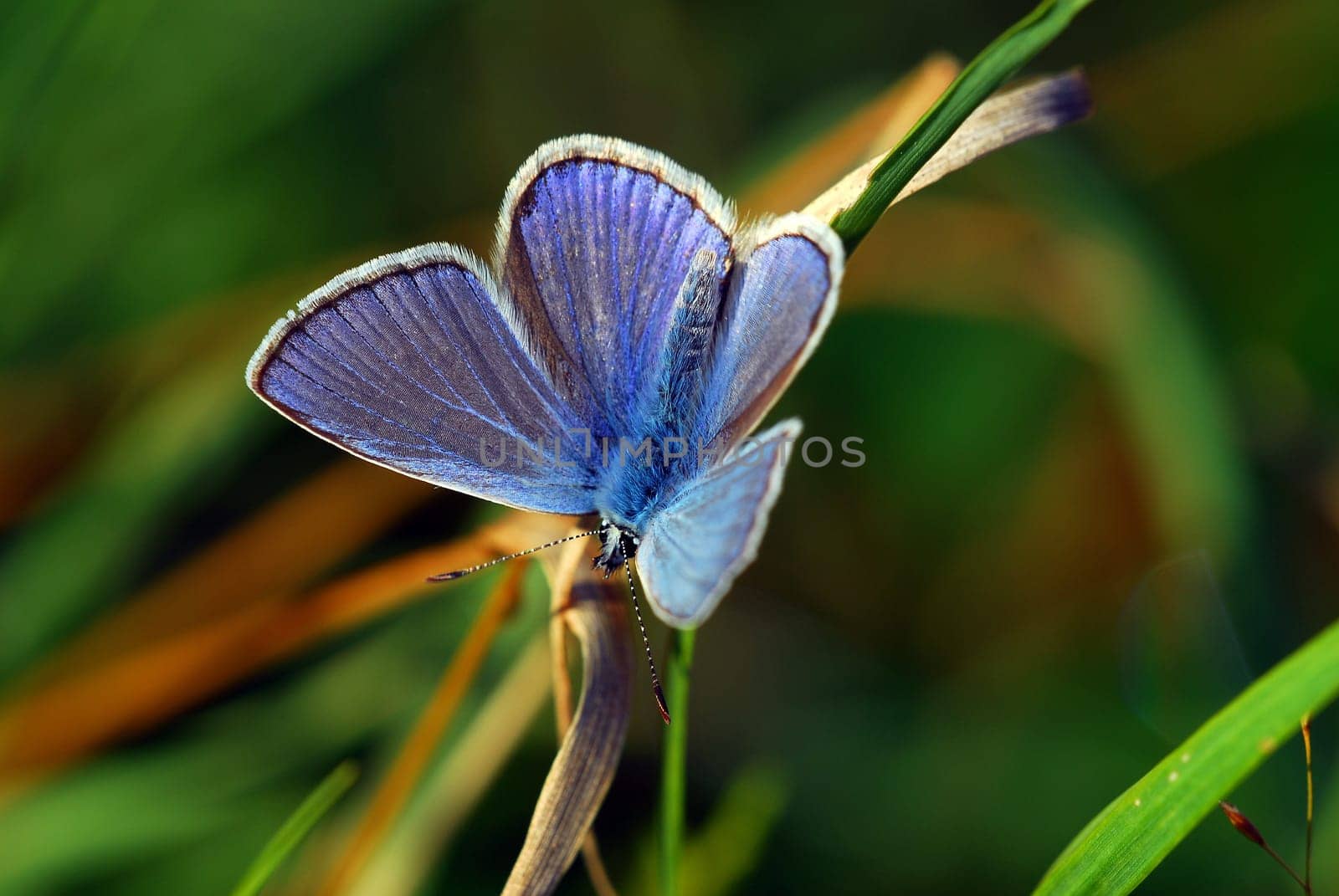Common blue