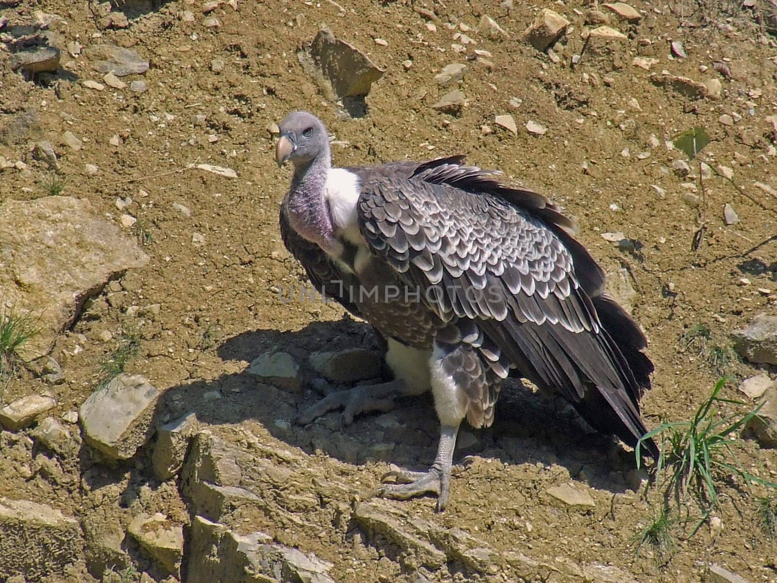 Vulture