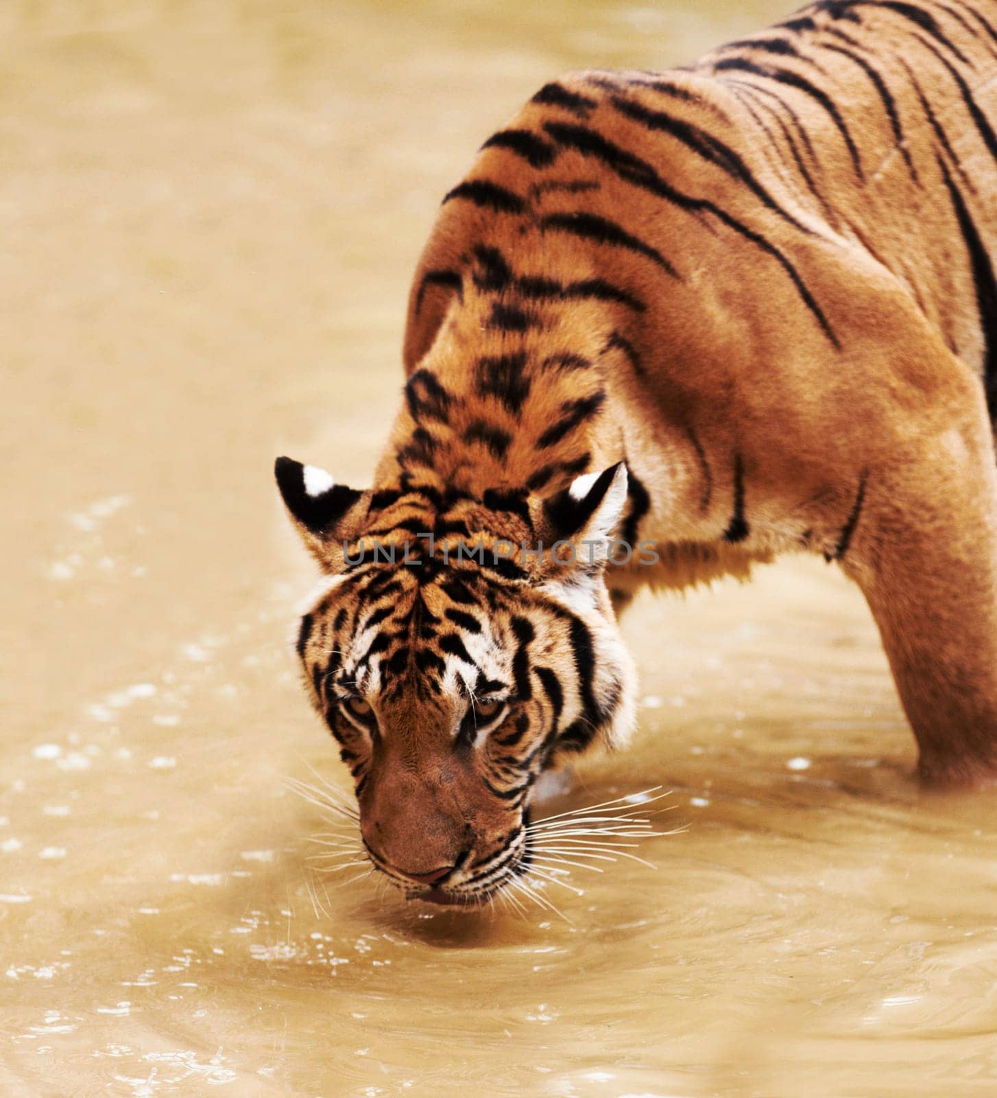 Nature, animals and tiger drinking water in zoo with playful cubs in mud for endangered wildlife. Jungle, strong cat park, river or dam in Thailand for safari, outdoor danger and predator with power.
